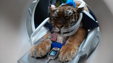 An Amur tiger going through a donut-shaped CT scanner. The tiger is sedated and has a wire on its pink tongue which is hanging out of its mouth.