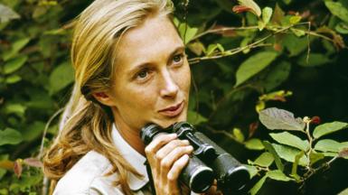 Jane Goodall appears amongs the leaves of the rainforest holding a pair of binoculars.