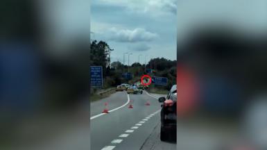 A cow in the middle of a cordoned off road with police cars parked in front of it.
