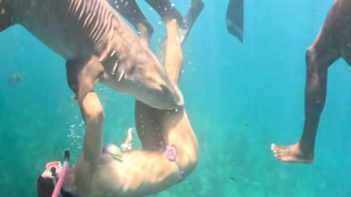 A still from a video shows a shark biting a female diver's leg