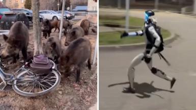 A splitscreen image which shows a group of wild boar next to a bike, and a robot running