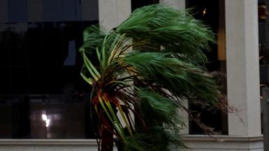 A tree blows in strong winds after the arrival of Hurricane Milton