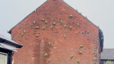 A group of vibrant green parrots cling to a red brick wall, scattered across its vertical surface in various poses. 