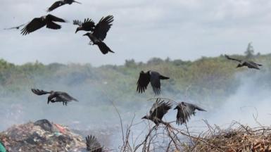 Indian house crows on rubbish dump