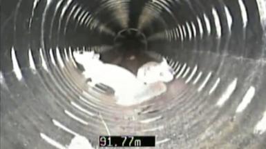 Two squirrels moving around inside a cylindrical drain 