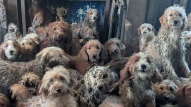 About 20 different poodle-cross dogs, all with shaggy coats in various shades of grey, white and tan, are seen crowded into one living space. One dog is seen howling, and another is seen sitting in what looks like a wood burner