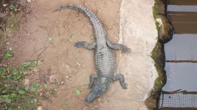 A view from above of a crocodile on a sandy or muddy ground, sitting next to brown-coloured water in an enclosure. There is green foliage to the left.