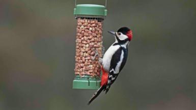 A greater spotted woodpecker (white breast, black head except for white eye patch and red back of head, black and white wings and tail, but red lower abdomen) pecks peanuts from a hanging mesh feeder.