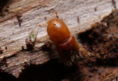 A close up  shot of Ips Typographus, a light brown hairy beetle with three front legs visible one slightly extended out. It is walking along the bark of a logged spruce tree.