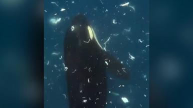 Orca swimming vertically surrounded by bits of fish