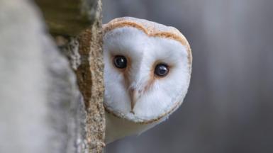 A close-up of an owl peeking around a tree