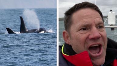 Steve Backshall split screen with two orcas