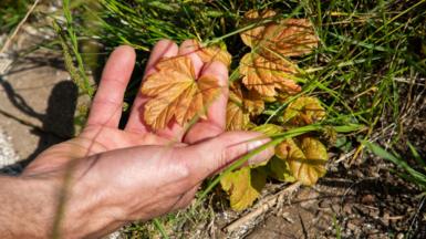 A man's hand holding the orange leaf of a new shoot from the stump of the felled Sycamore Gap tree