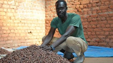 Mustafa Gerima squats and puts his hands on a pile of shea nuts