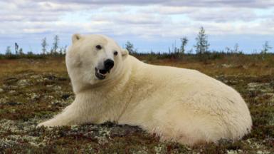 A polar bear rests on the Arctic tundra in the Hudson Bay