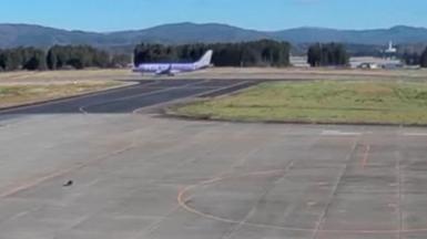 Bear runs onto airport tarmac, halting flights