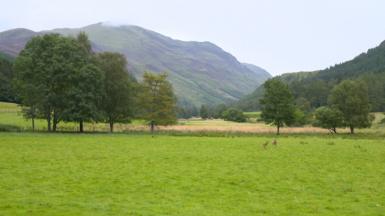 Fèidh ann an Gleann Lìomhann