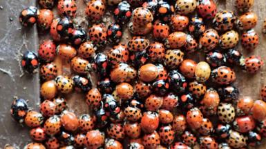 A close up picture of a swarm of red and black spotted ladybirds