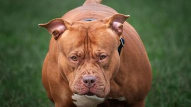 A stock photo of an XL Bully dog