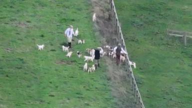 An aerial view of a field with men standing near a large group of white dogs.