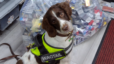 A brown and whit dog with a hi-vis jacket on in front of bags of seized cigarettes and disposable vapes