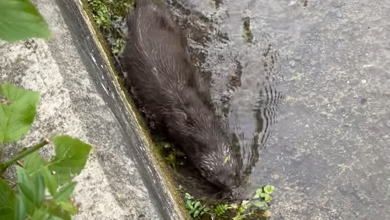 A small brown otter pictured in a town stream with greenery to the left of the image.