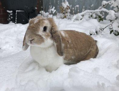 Bunny in the snow