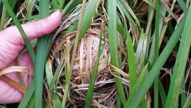 A dry grass ball is held by a hand in long green grass.