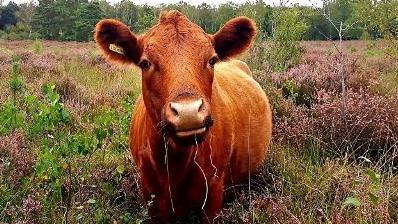 An orange cow lying down in scrubland