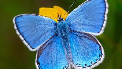 An image of a Chalk Hill Blues butterfly. It is a lovely bright blue colour with a white rim around the edge of its wings. 