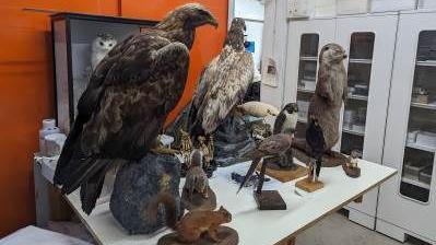 a section of Museum Wales' nature collection