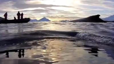 Whales' eye view of the sea