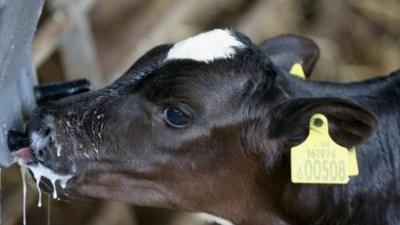 A calf suckling milk