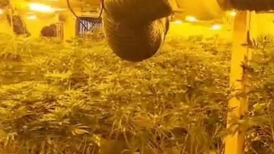 Inside cannabis factory