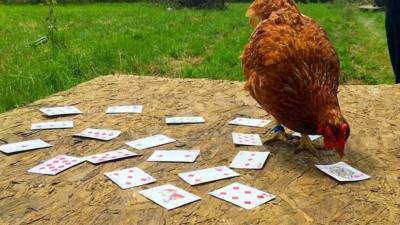 Chicken doing card trick