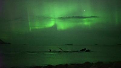 whales under the northern lights