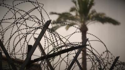 a palm tree and barbed wire