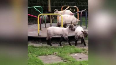 lambs-on-roundabout.