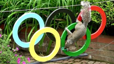 Squirrel climbing on Olympic rings