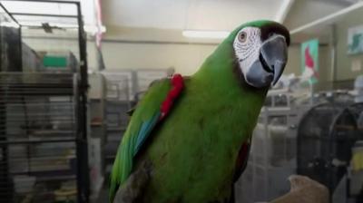 Macaw