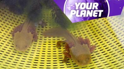 2 Achoques and the Your Planet logo