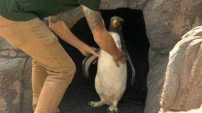 Model penguins at Telford Exotic Zoo