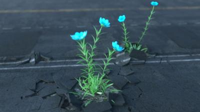 Flowers grow out of cracks in a pavement