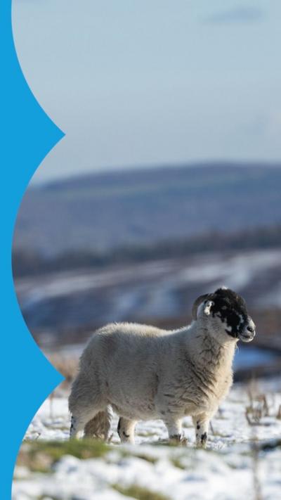 A sheep stands in a snowy field on top of a hill