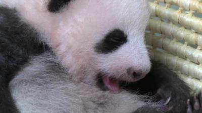 Baby panda yawning