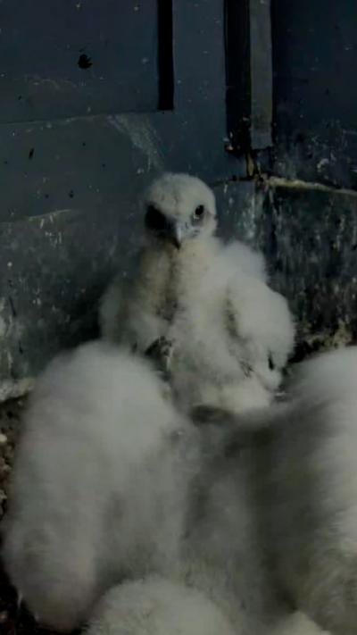 A fluffy white peregrine chick looks at the camera as it sits in a nest in Glasgow's City Chambers. Its sibling sits in front of it and is moving around and flapping its wings.