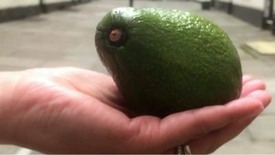 Avocado in hand