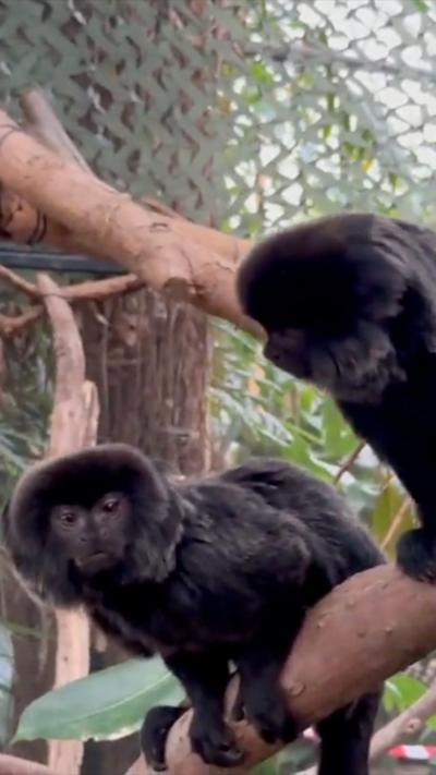 Goeldi's monkeys Penelope and Isabella sitting on a tree inside the Amazonica Glasshouse enclosure at The Living Rainforest in Hampstead Norreys