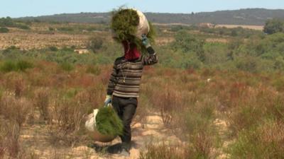 Harvesting rooibos tea plants