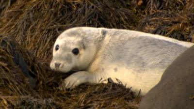 Good weather conditions have helped the seal population to thrive